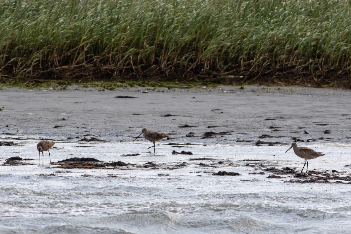 Marbled Godwit - ML642476639