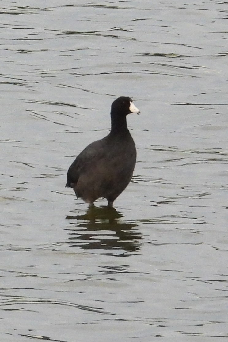 American Coot - ML642476654