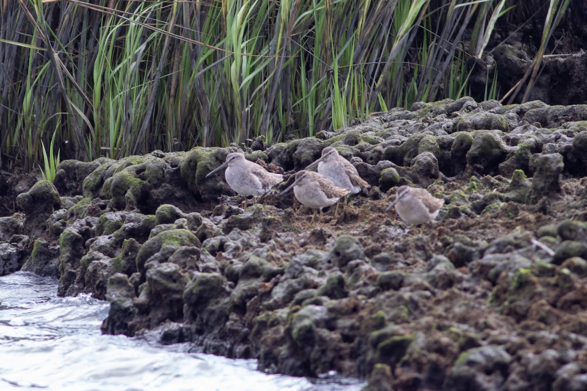 kortnebbekkasinsnipe - ML642476666