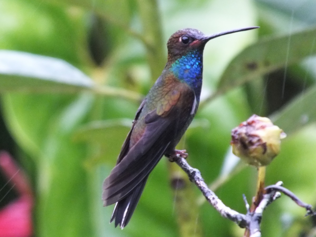 Rufous-gaped Hillstar - ML642476669