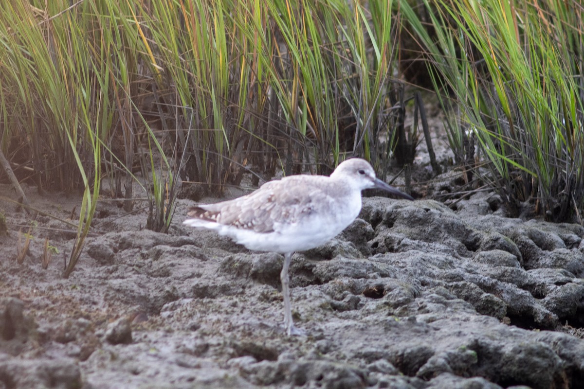 willetsnipe - ML642476678