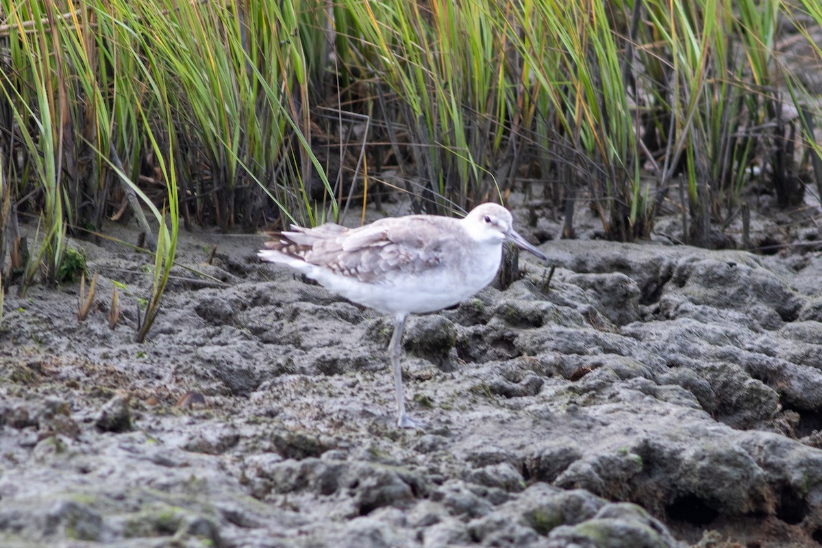 willetsnipe - ML642476679