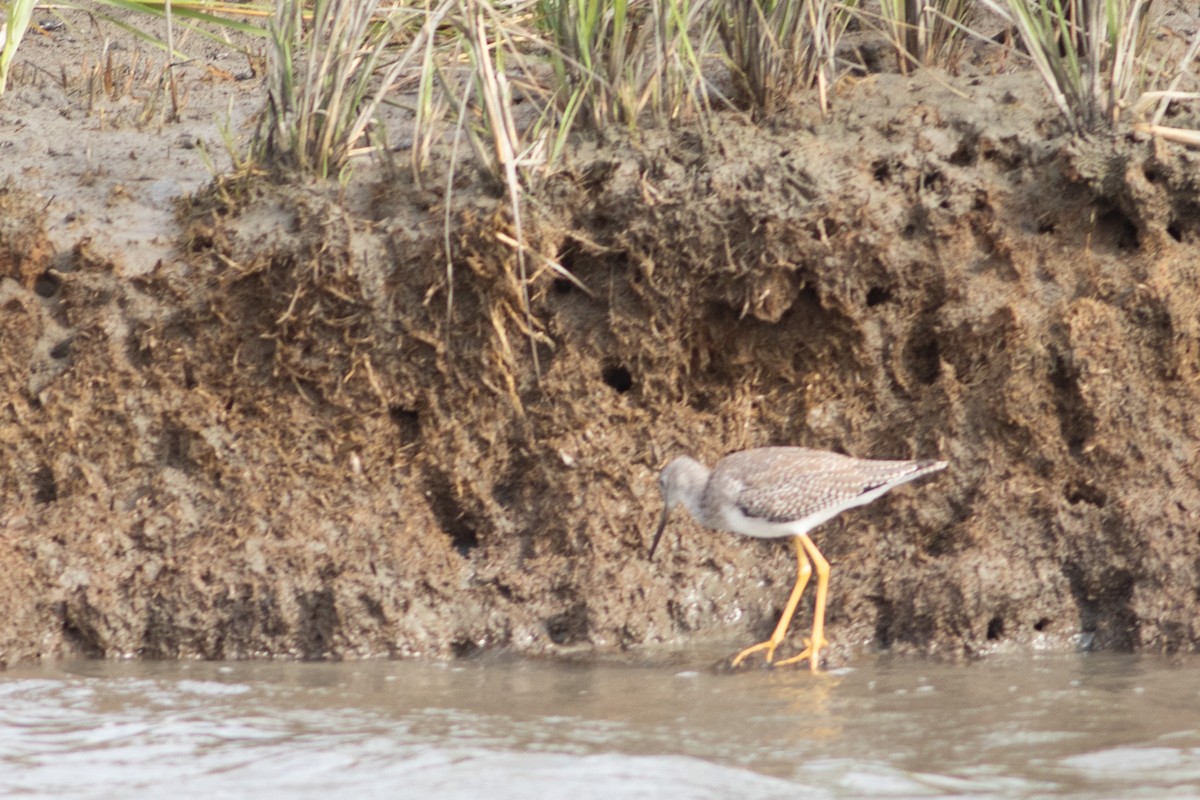 plystresnipe - ML642476688