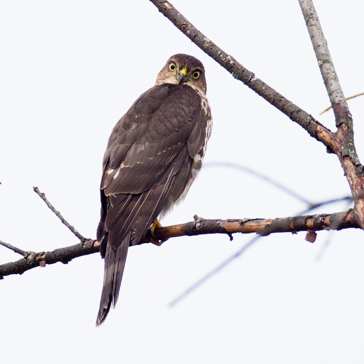 Sharp-shinned Hawk - ML642476699