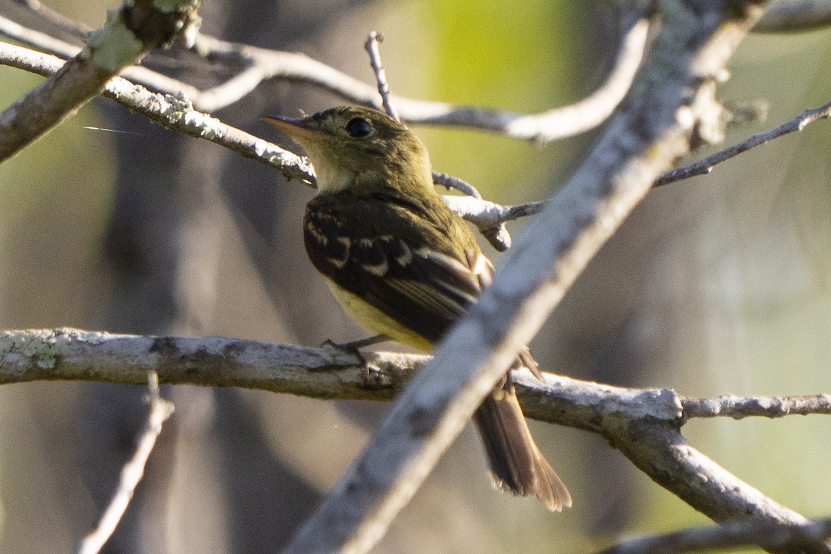 Acadian Flycatcher - ML642476711