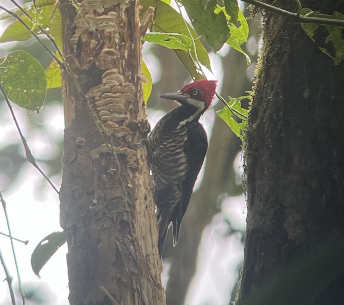Guayaquil Woodpecker - ML642476725