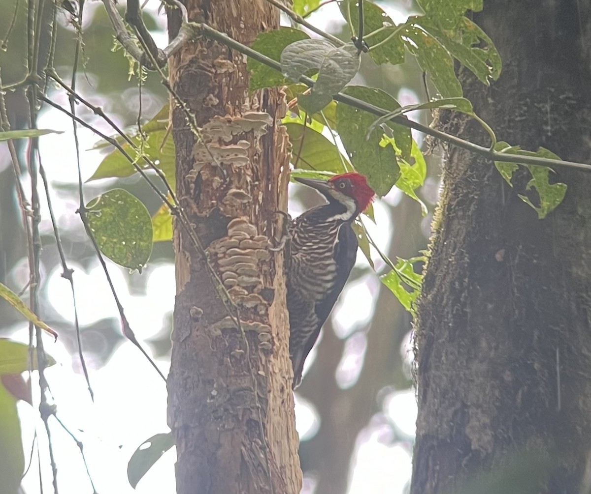 Guayaquil Woodpecker - ML642476726