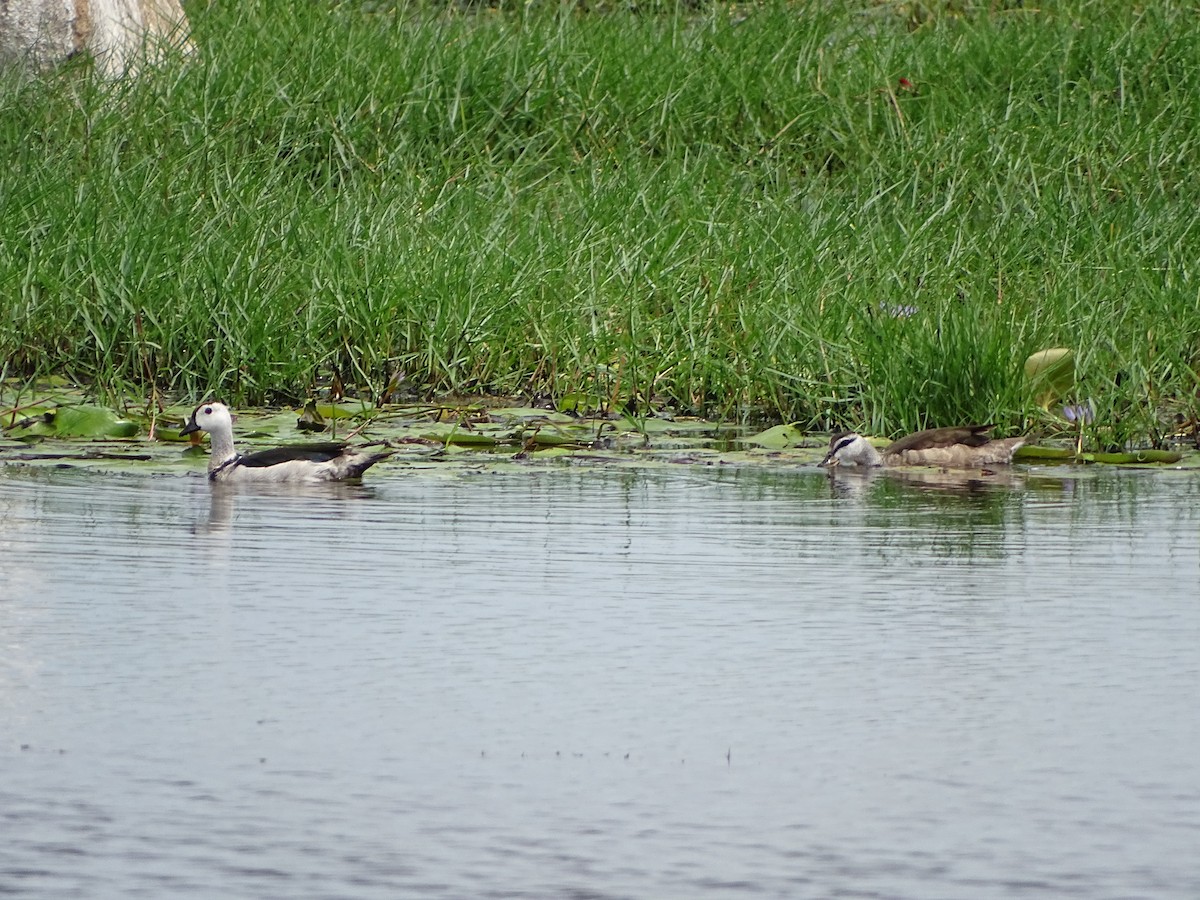 Cotton Pygmy-Goose - ML642476732