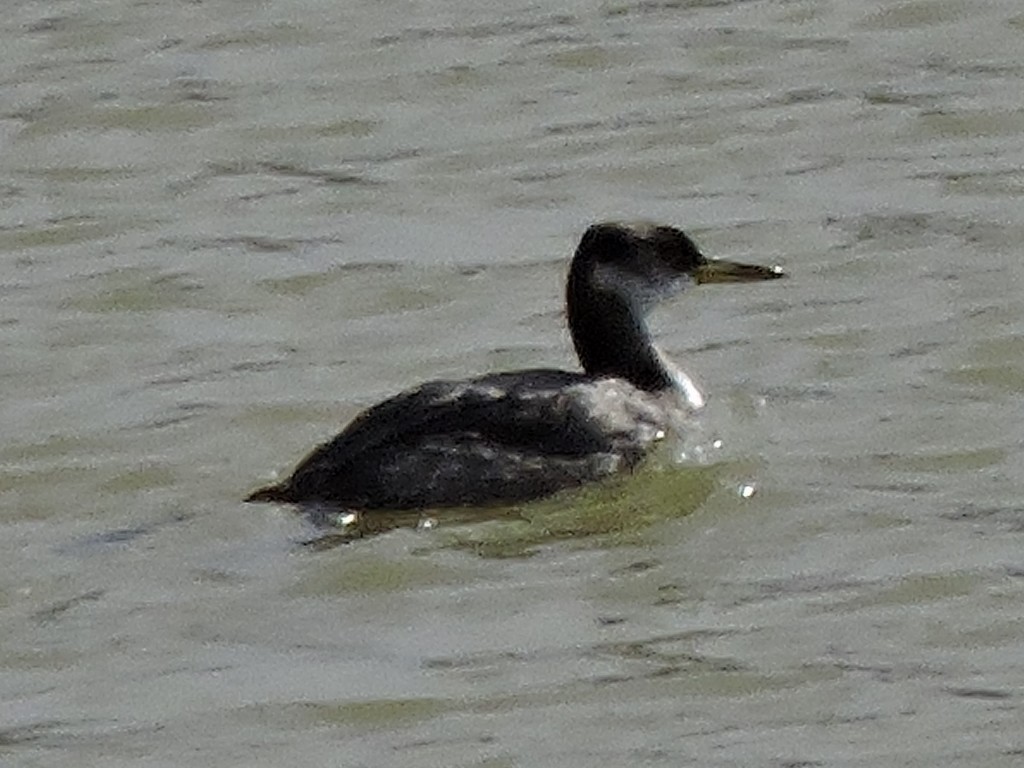 Red-necked Grebe - ML642476742