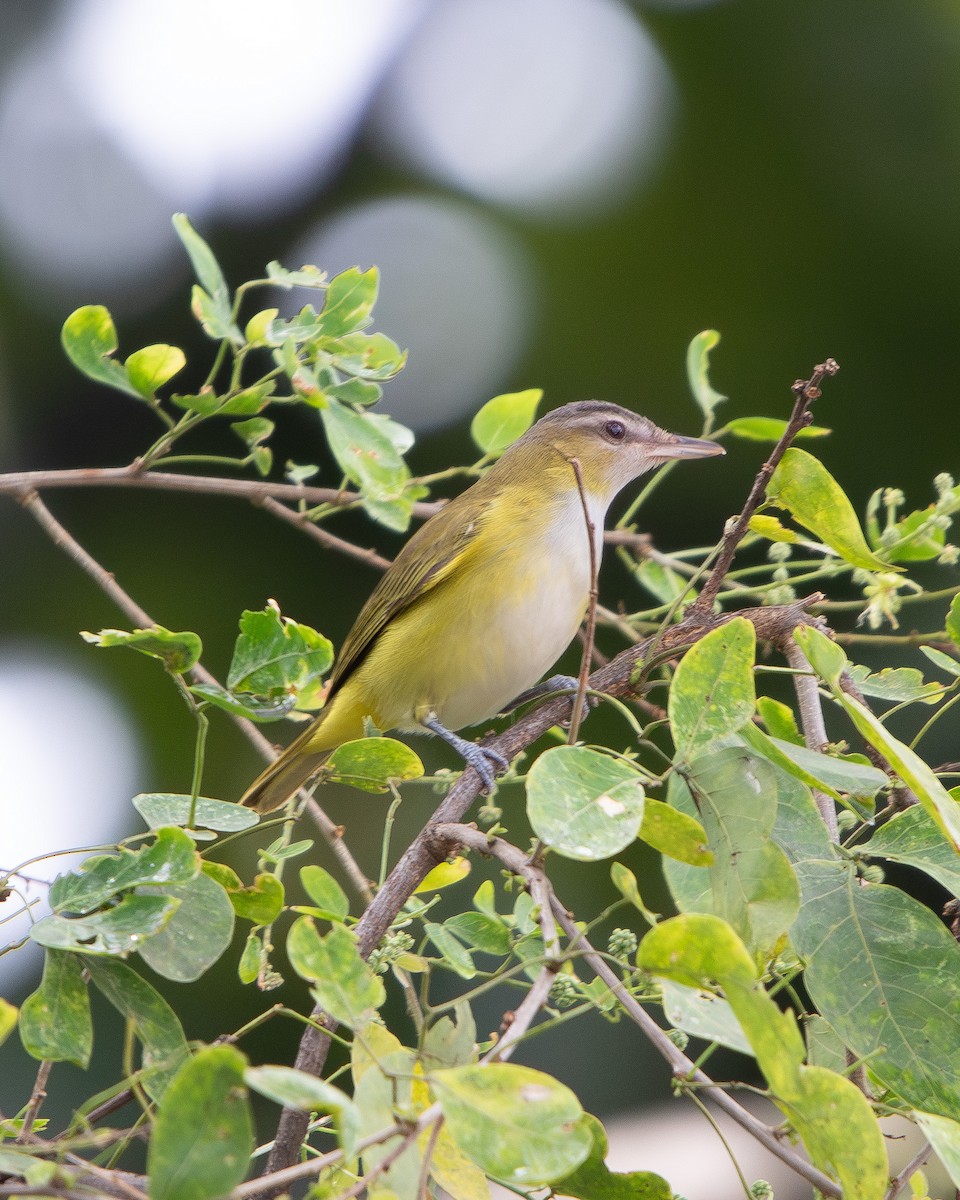 Yellow-green Vireo - ML642476760