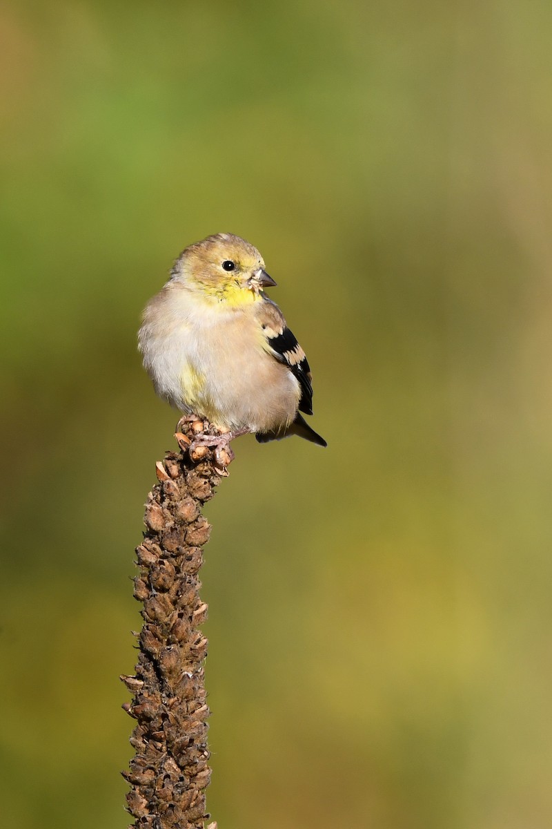 American Goldfinch - ML642476804
