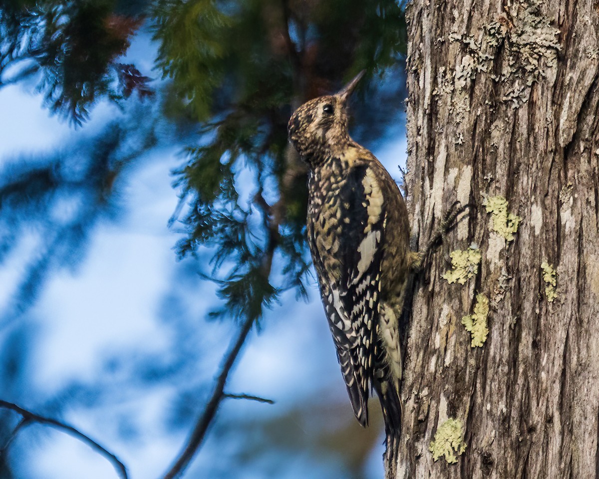 Yellow-bellied Sapsucker - ML642476808