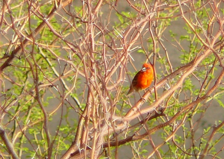 Red Fody - ML642476811