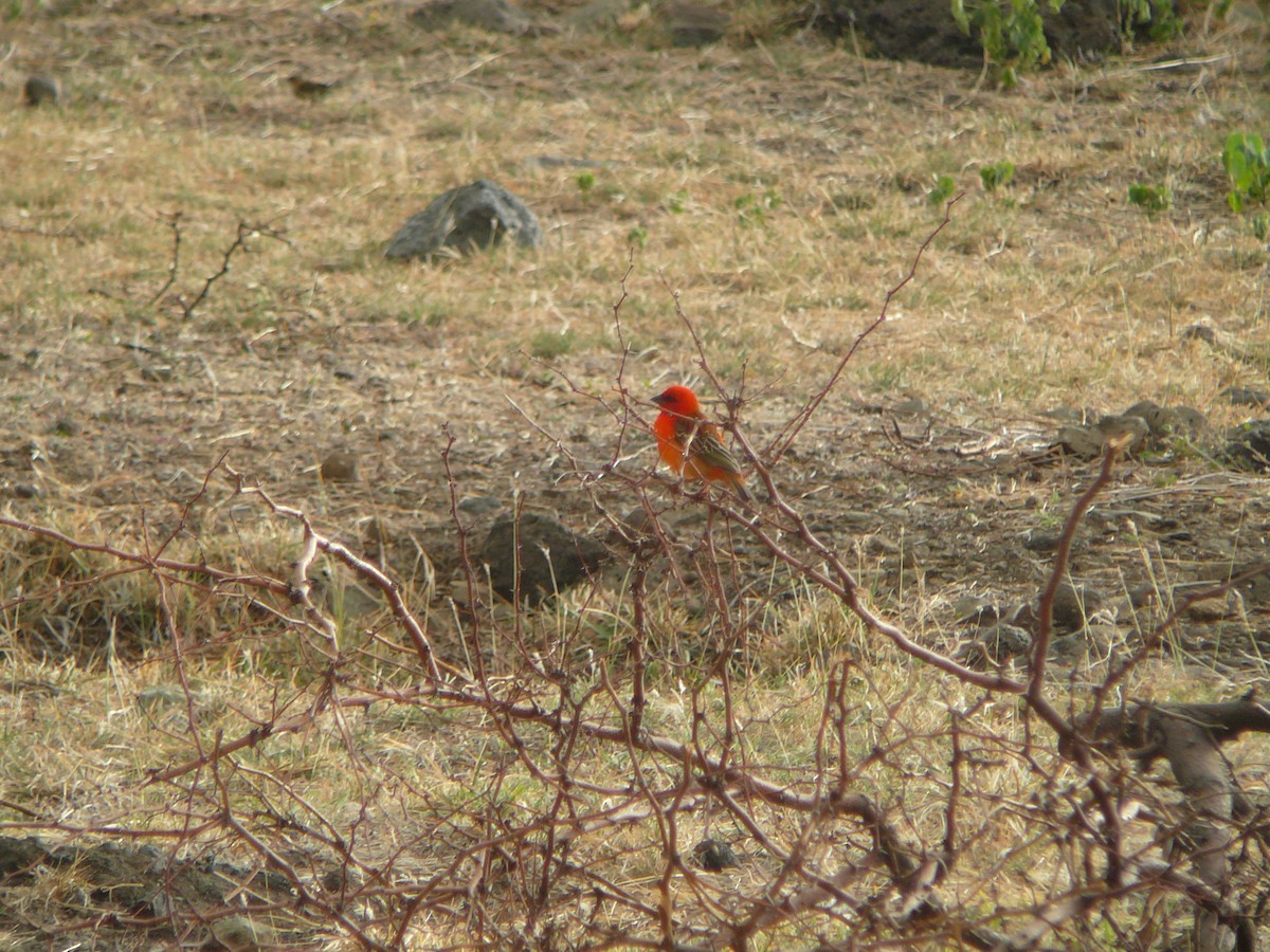 Red Fody - ML642476823