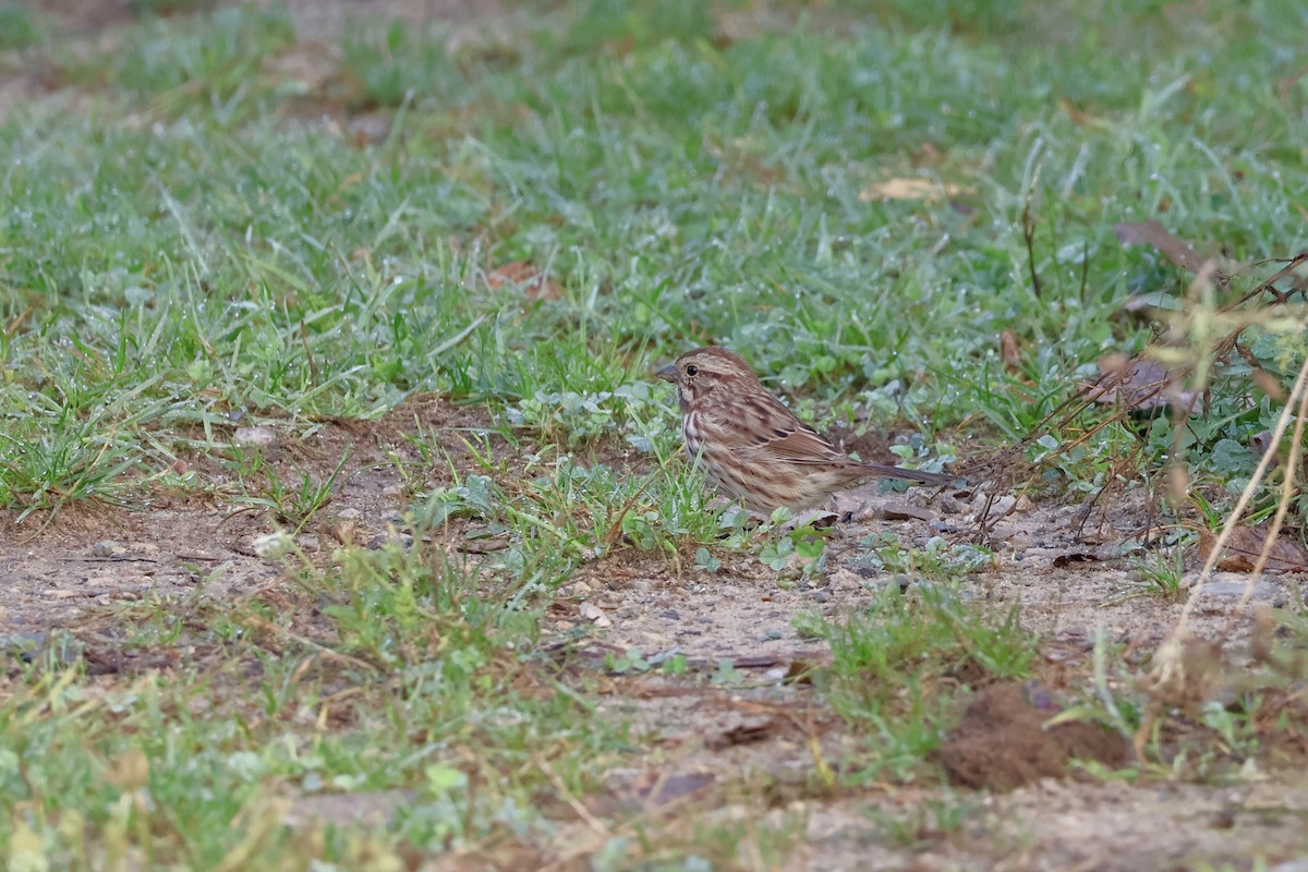 Song Sparrow - ML642476830