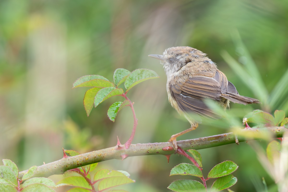Yellowish-bellied Bush Warbler - ML642476836