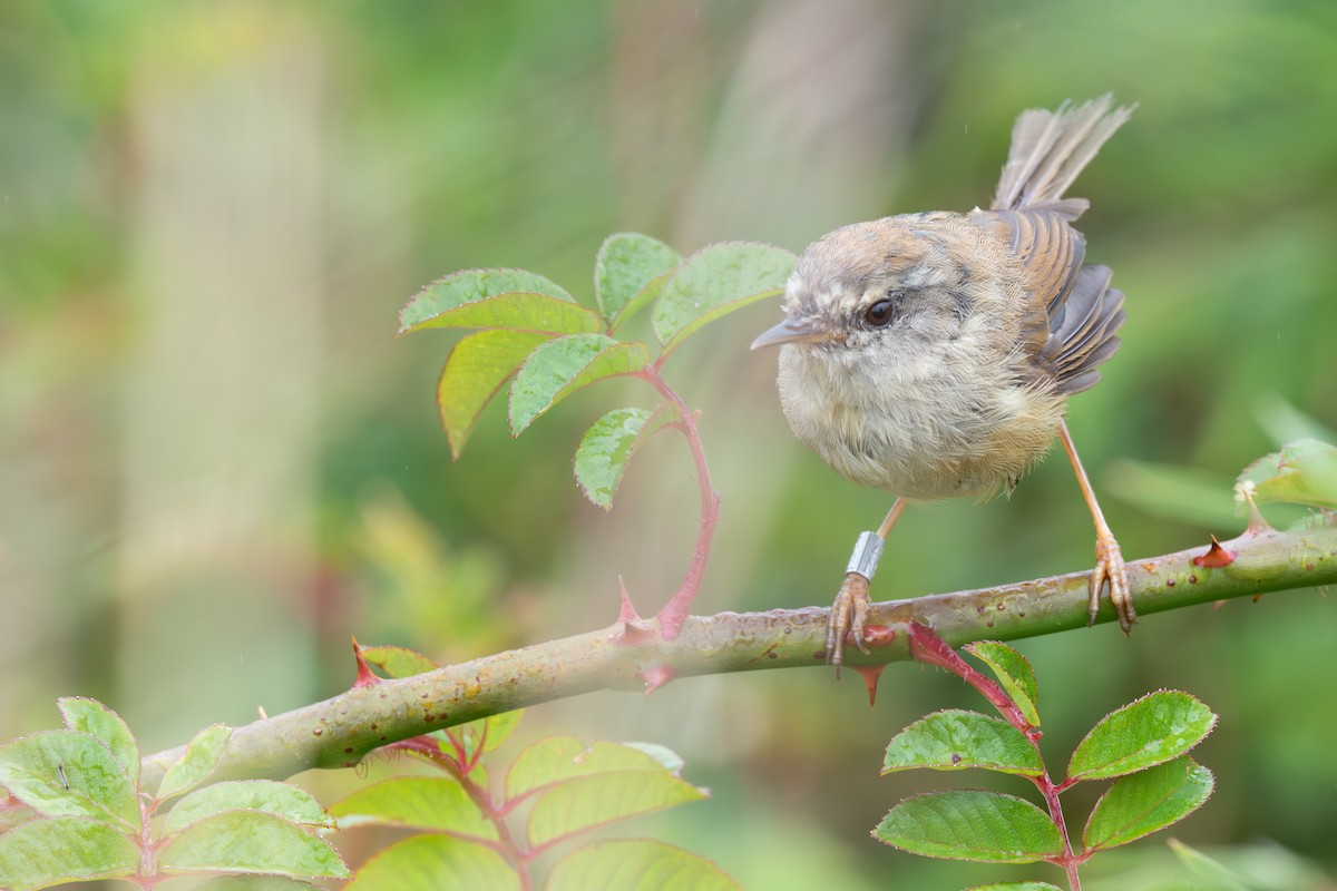 Yellowish-bellied Bush Warbler - ML642476838
