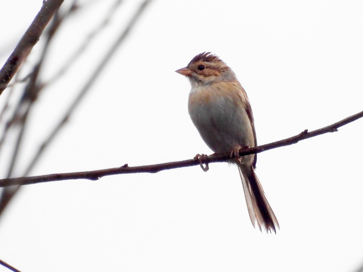 Clay-colored Sparrow - ML642476843