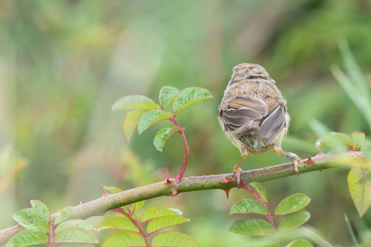 Yellowish-bellied Bush Warbler - ML642476844