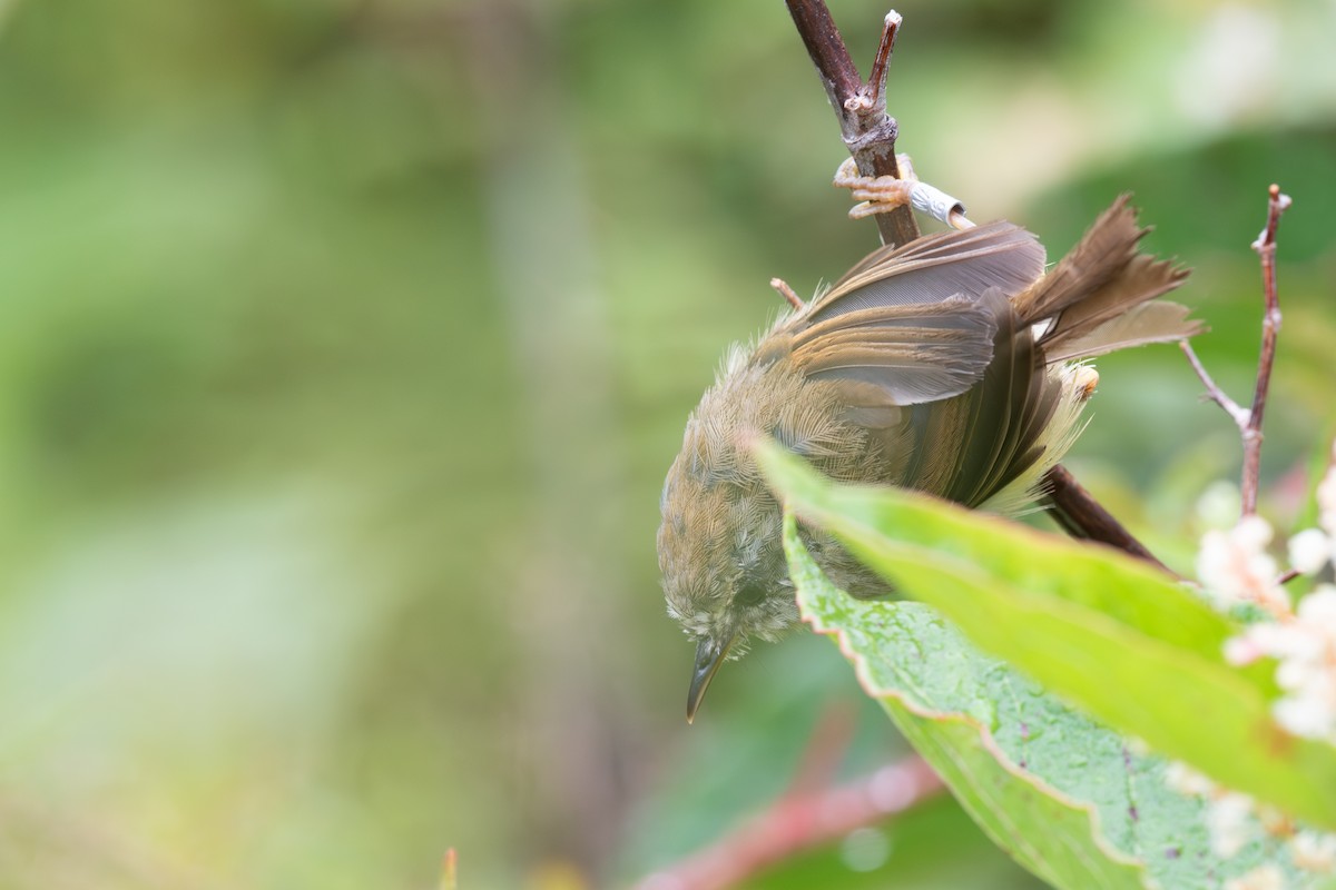 Yellowish-bellied Bush Warbler - ML642476850