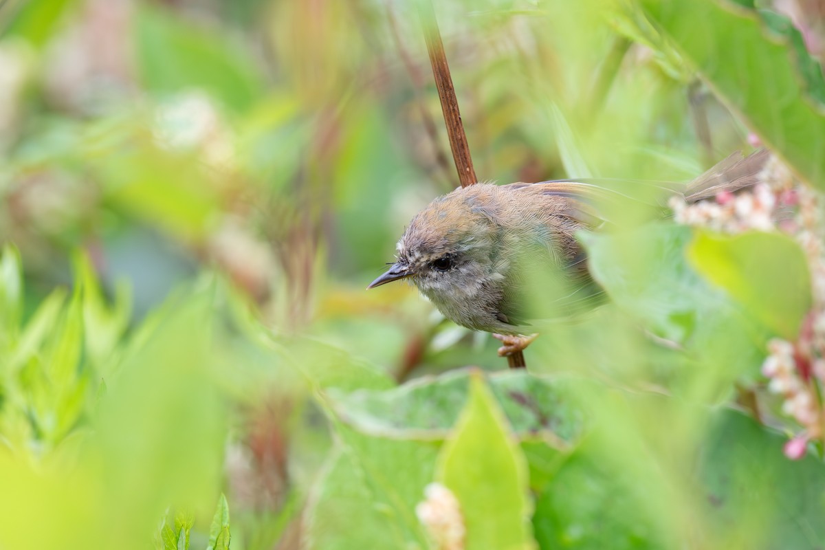 Yellowish-bellied Bush Warbler - ML642476851