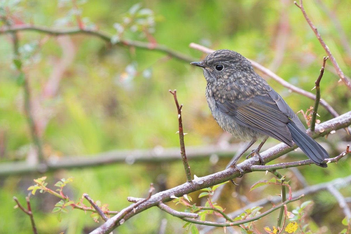 Collared Bush-Robin - ML642476885