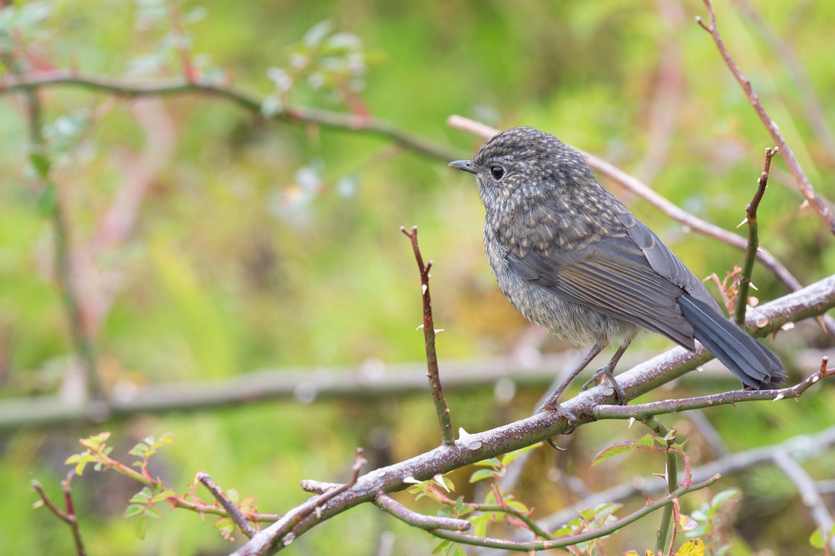 Collared Bush-Robin - ML642476888