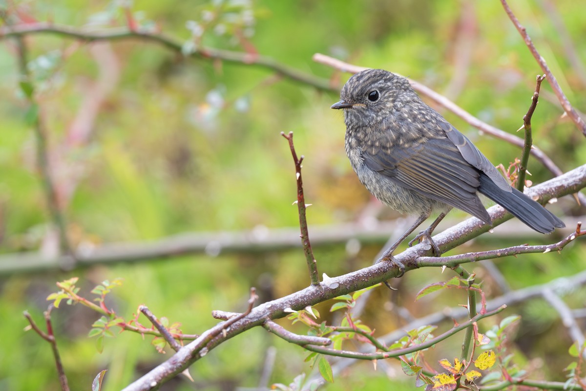 Collared Bush-Robin - ML642476895
