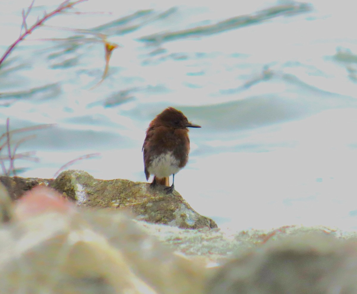 Black Phoebe - ML642476896