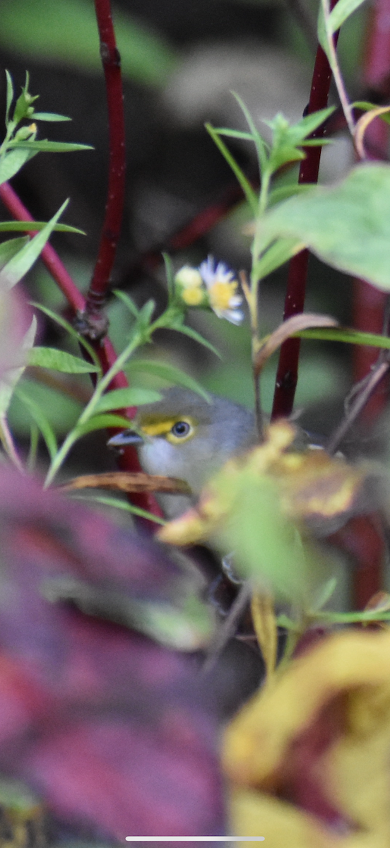 White-eyed Vireo - ML642476924
