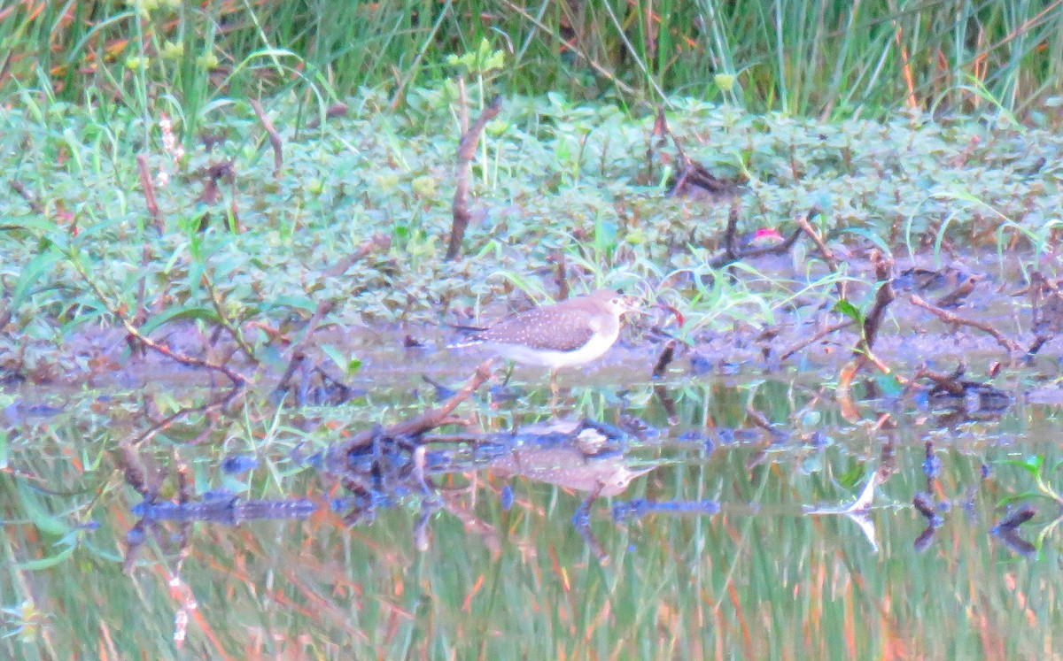 Solitary Sandpiper - ML642476932