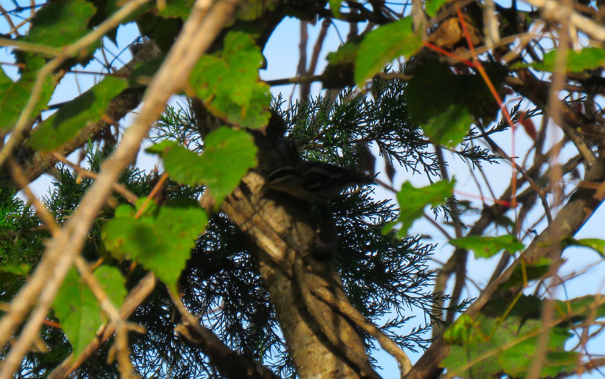 Black-and-white Warbler - ML642476940