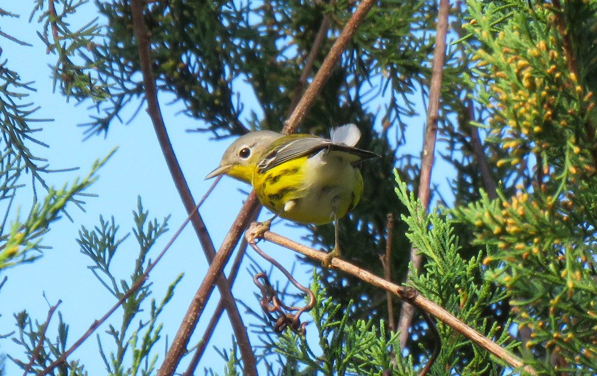 Magnolia Warbler - ML642476944