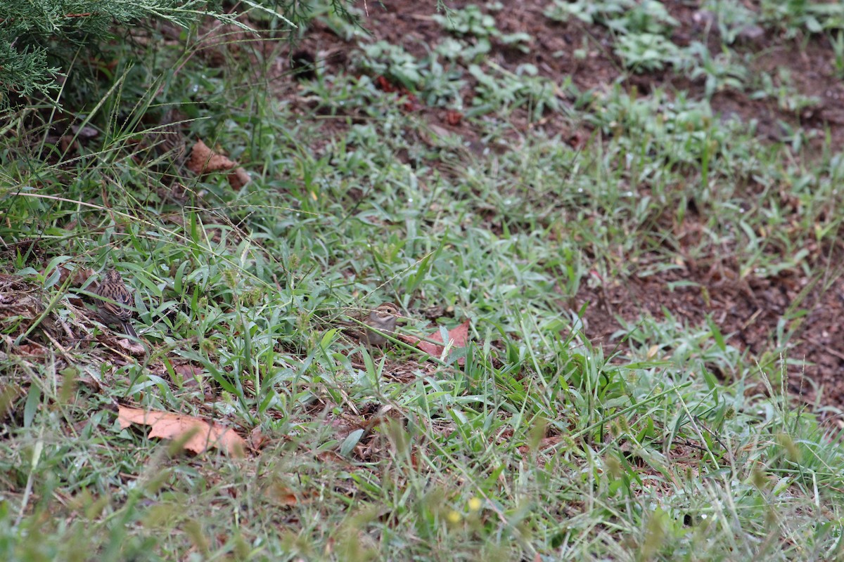 Clay-colored Sparrow - ML642476946