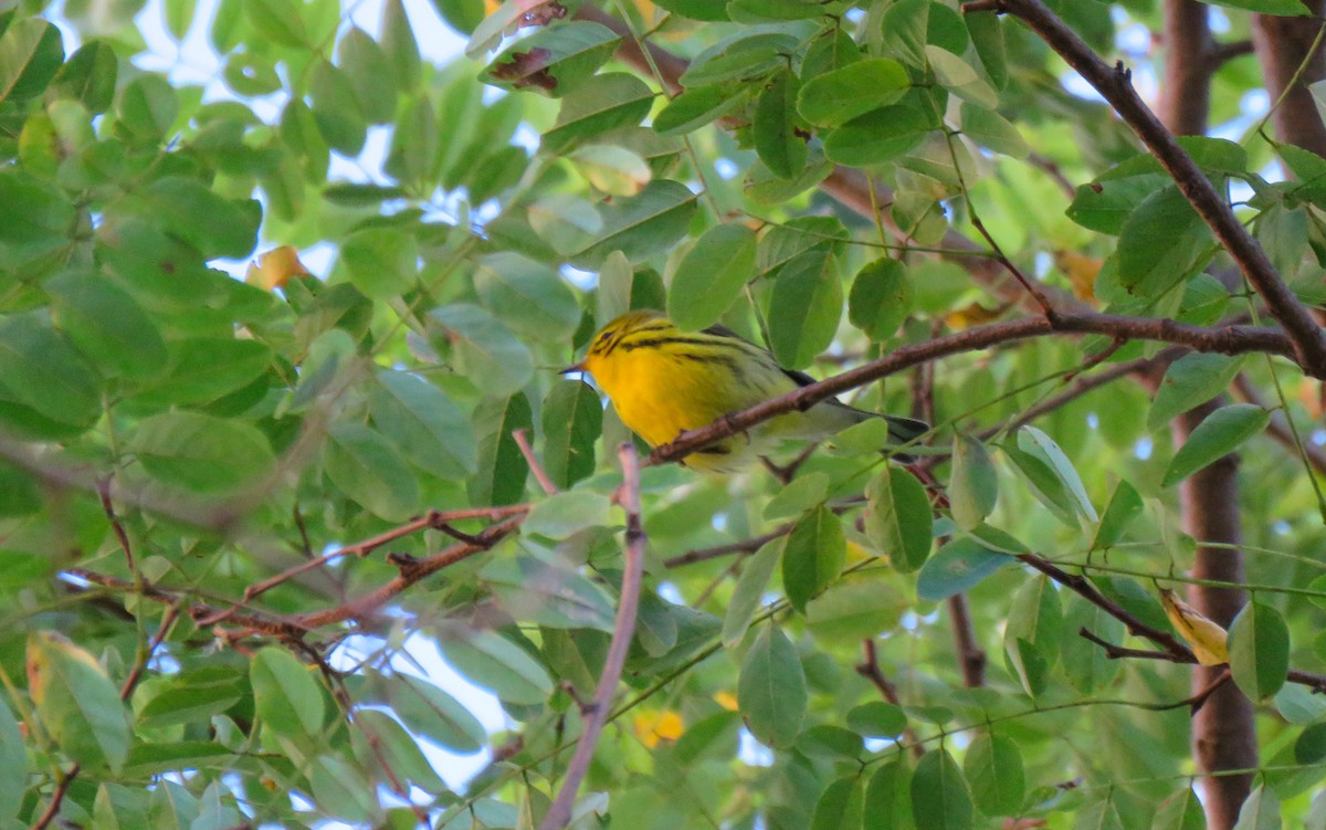 Prairie Warbler - ML642476948