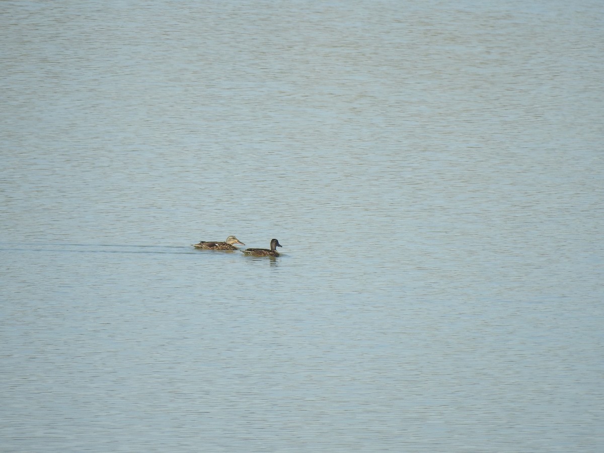 Mallard - ML642476970