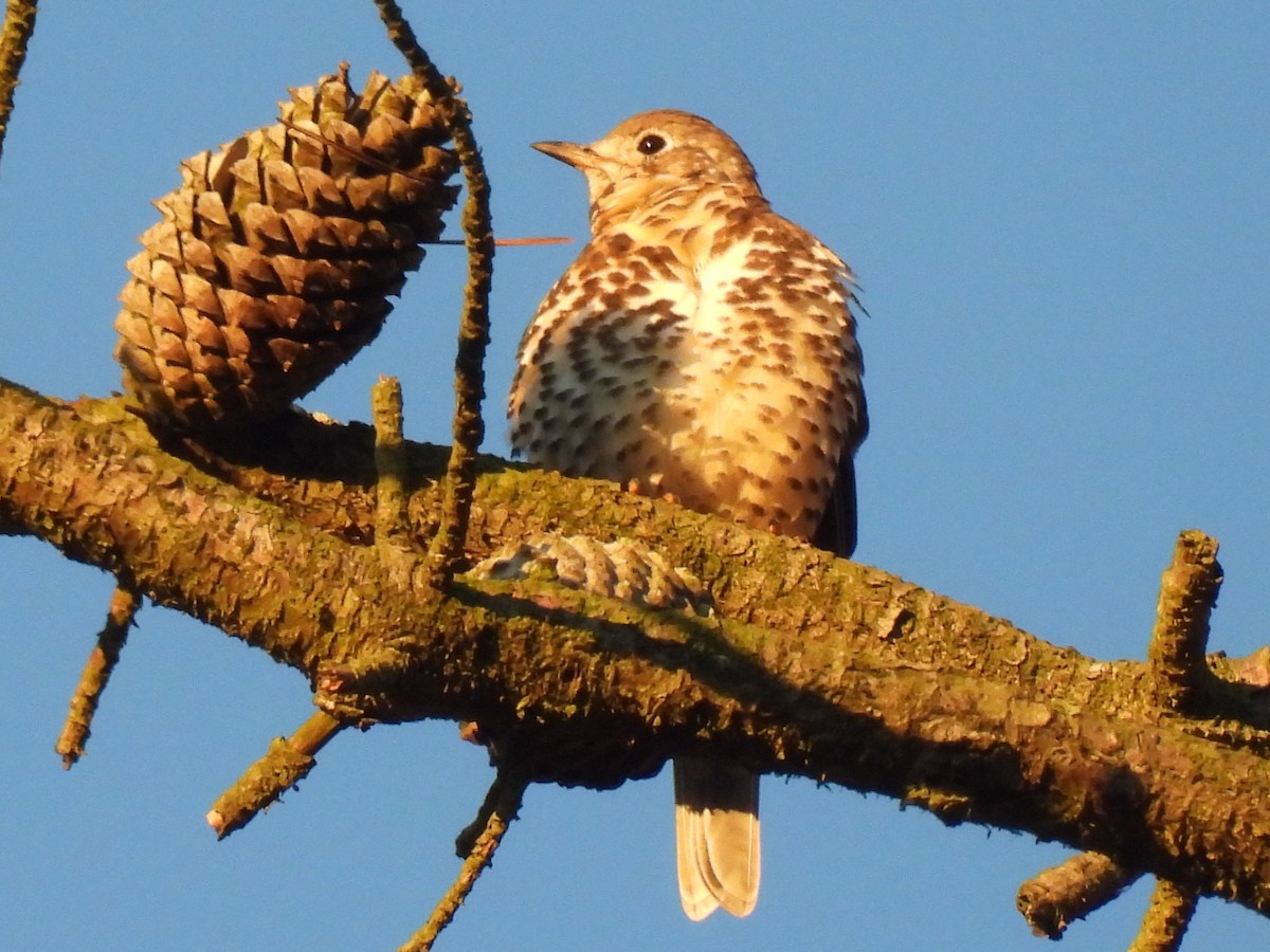 Бужмаг хөөндэй - ML642477065