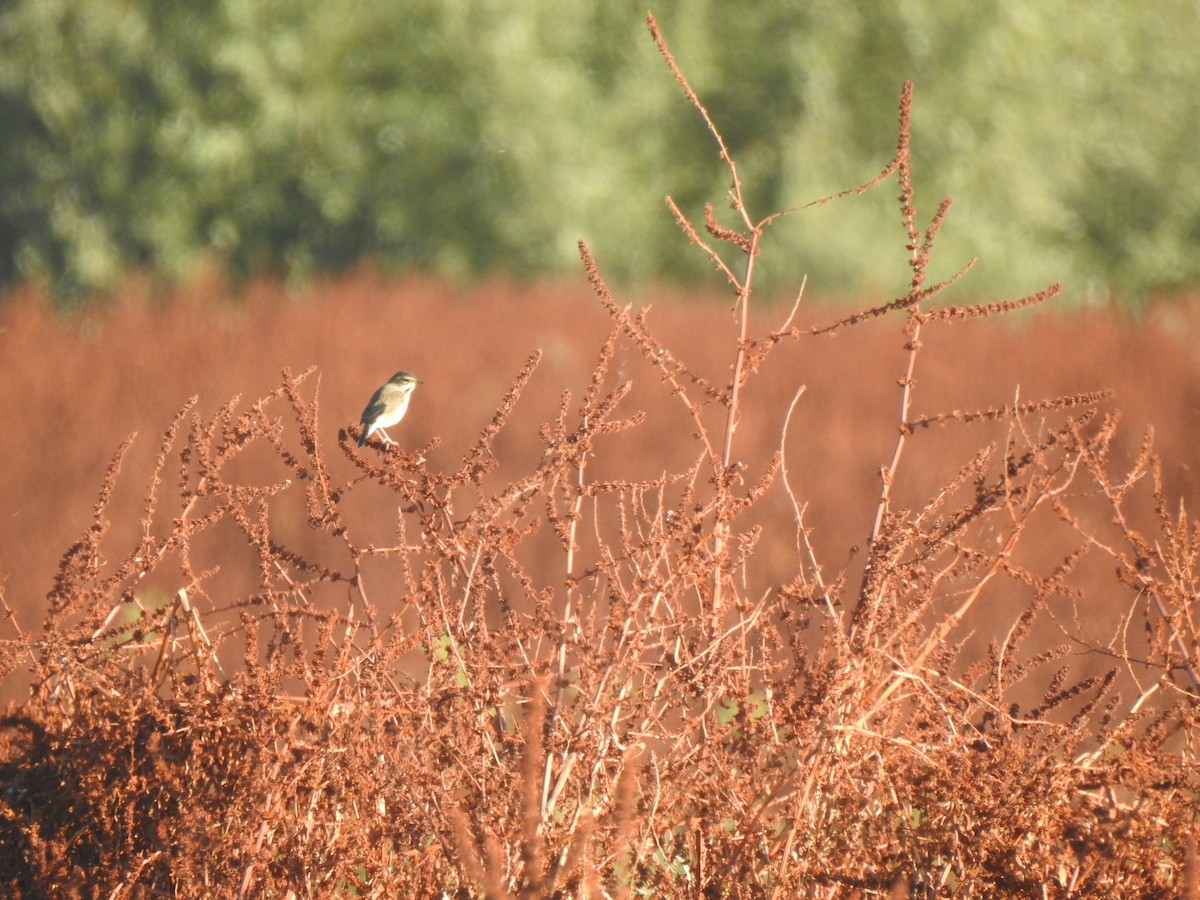 Bluethroat - ML642477079