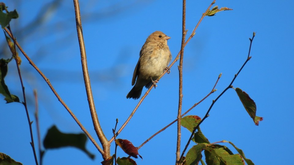 Indigo Bunting - ML642477112