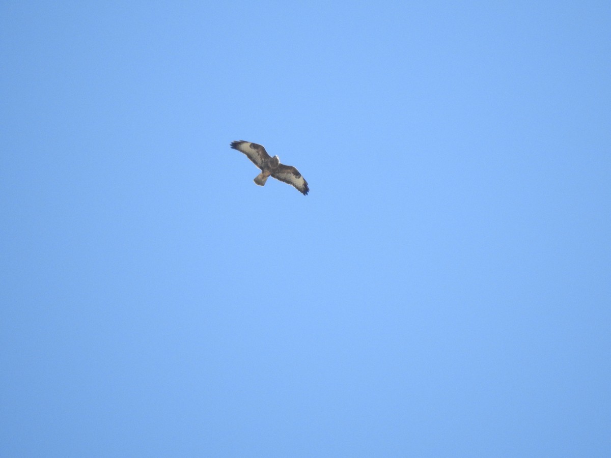 Common Buzzard - ML642477118