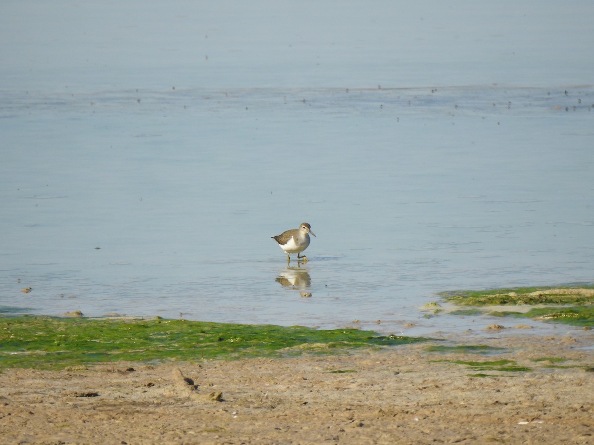 Common Sandpiper - ML642477126