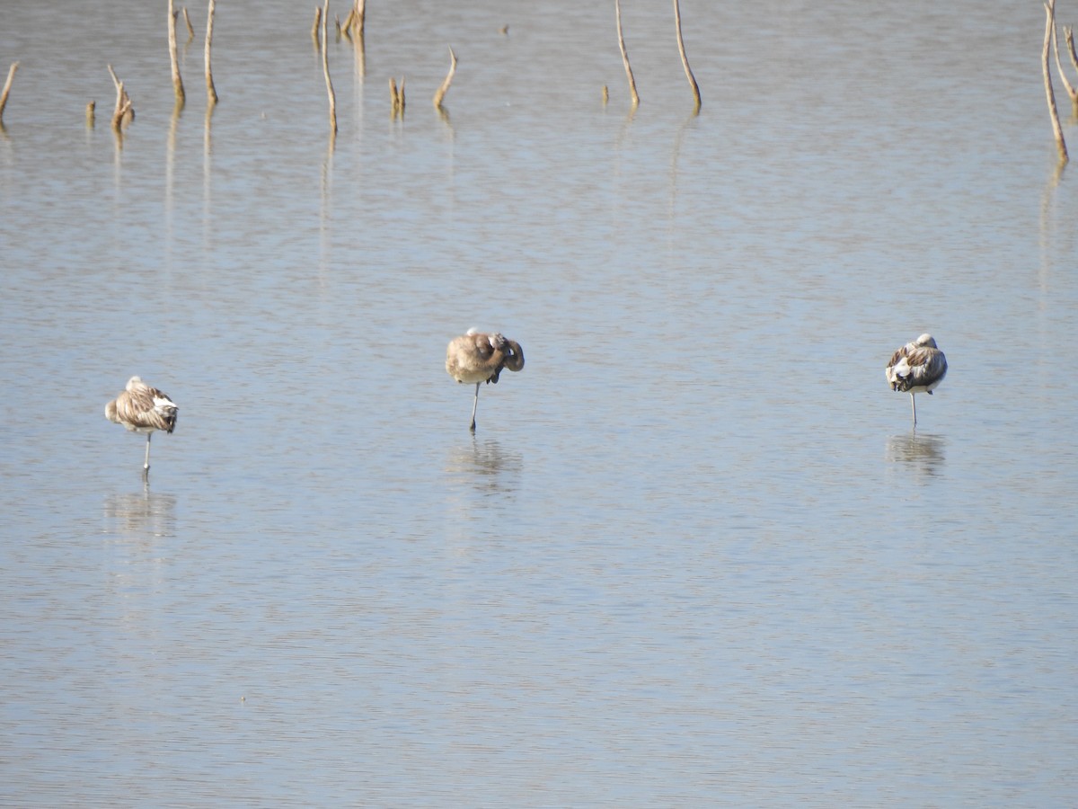 Greater Flamingo - ML642477157