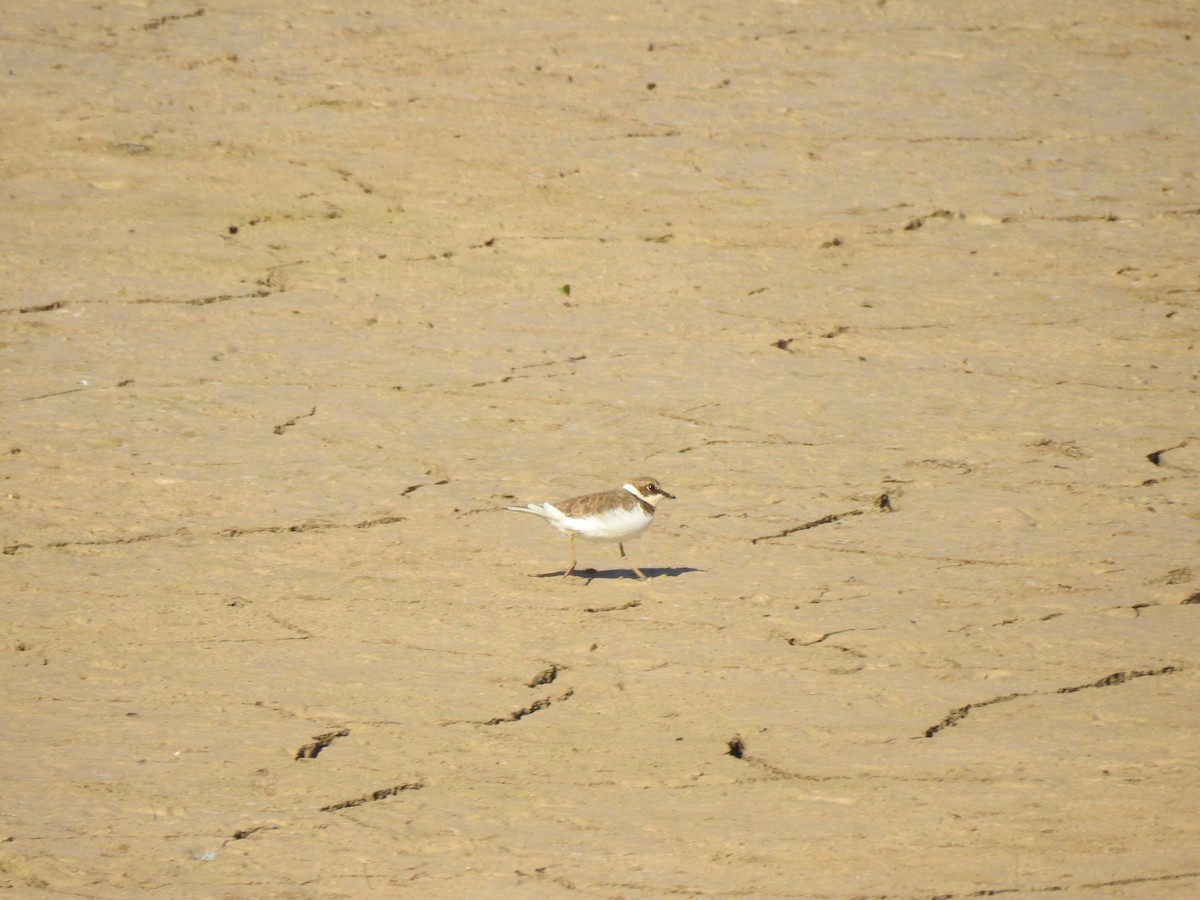 Little Ringed Plover - ML642477161