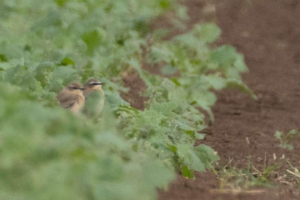 Northern Wheatear - ML642477189