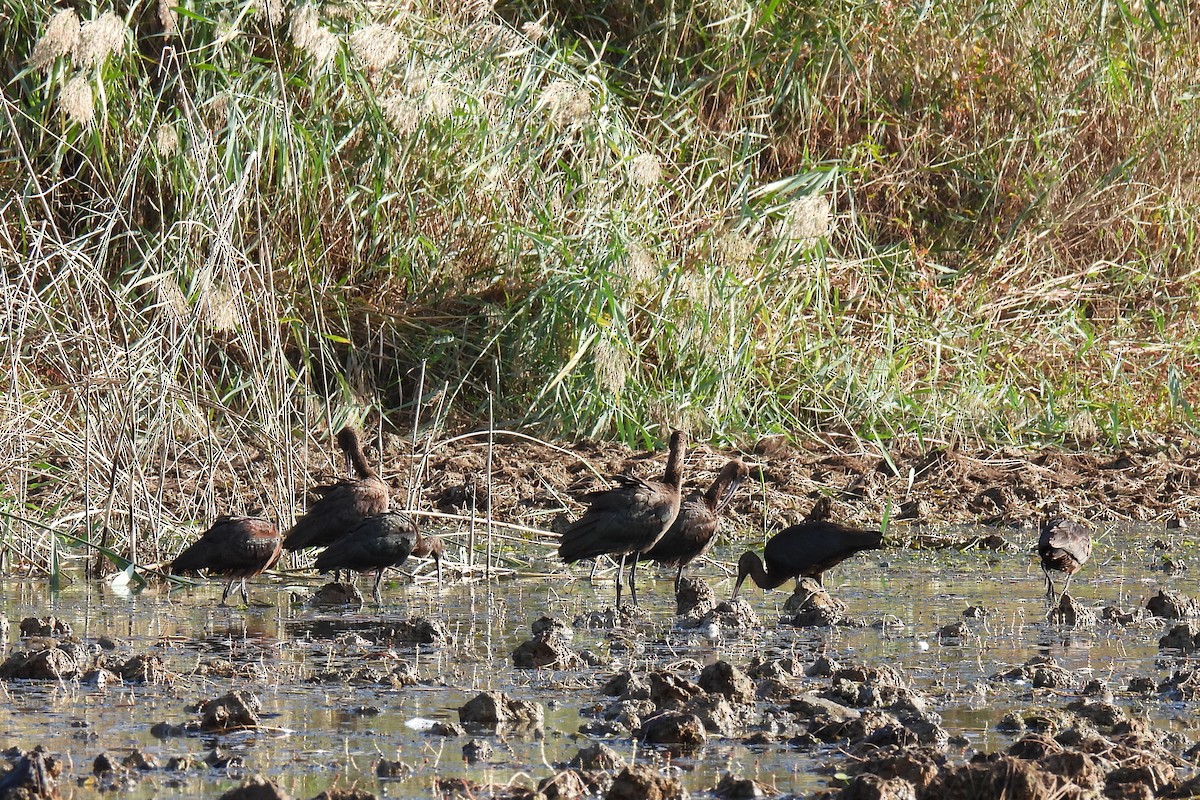 Morito Común - ML642477194
