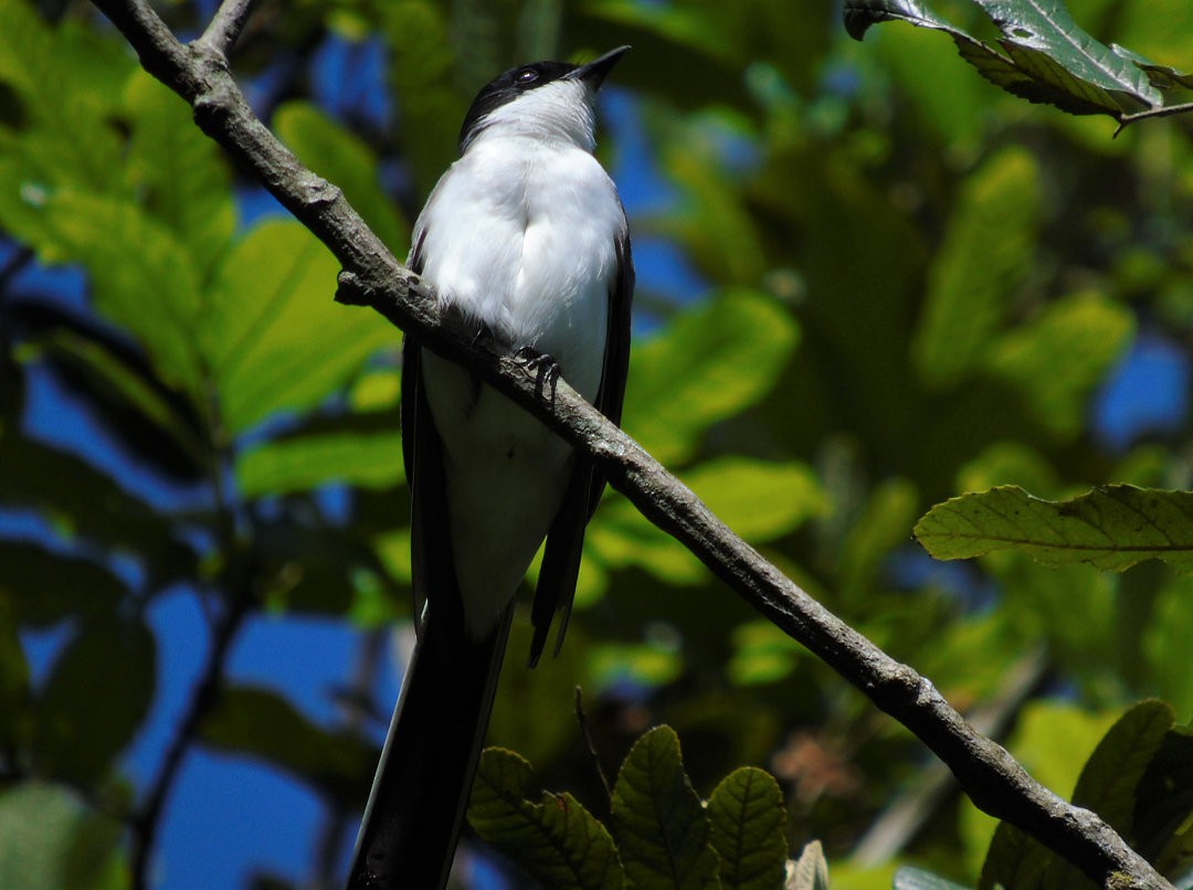 Fork-tailed Flycatcher (savana) - ML642477208