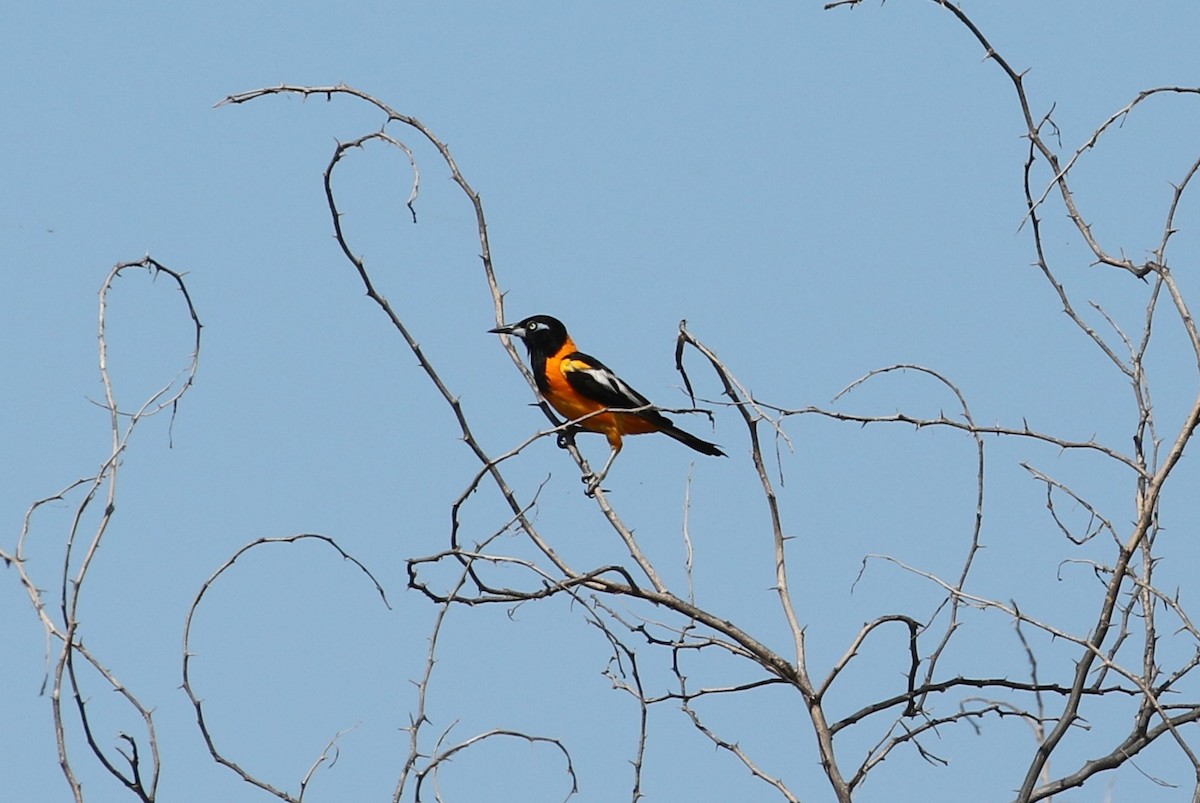 Venezuelan Troupial - ML642477211