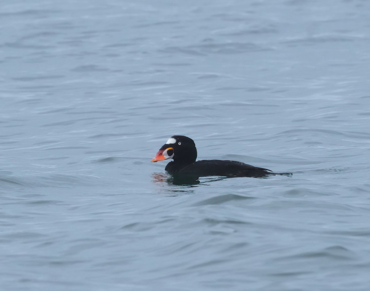 Surf Scoter - ML642477213