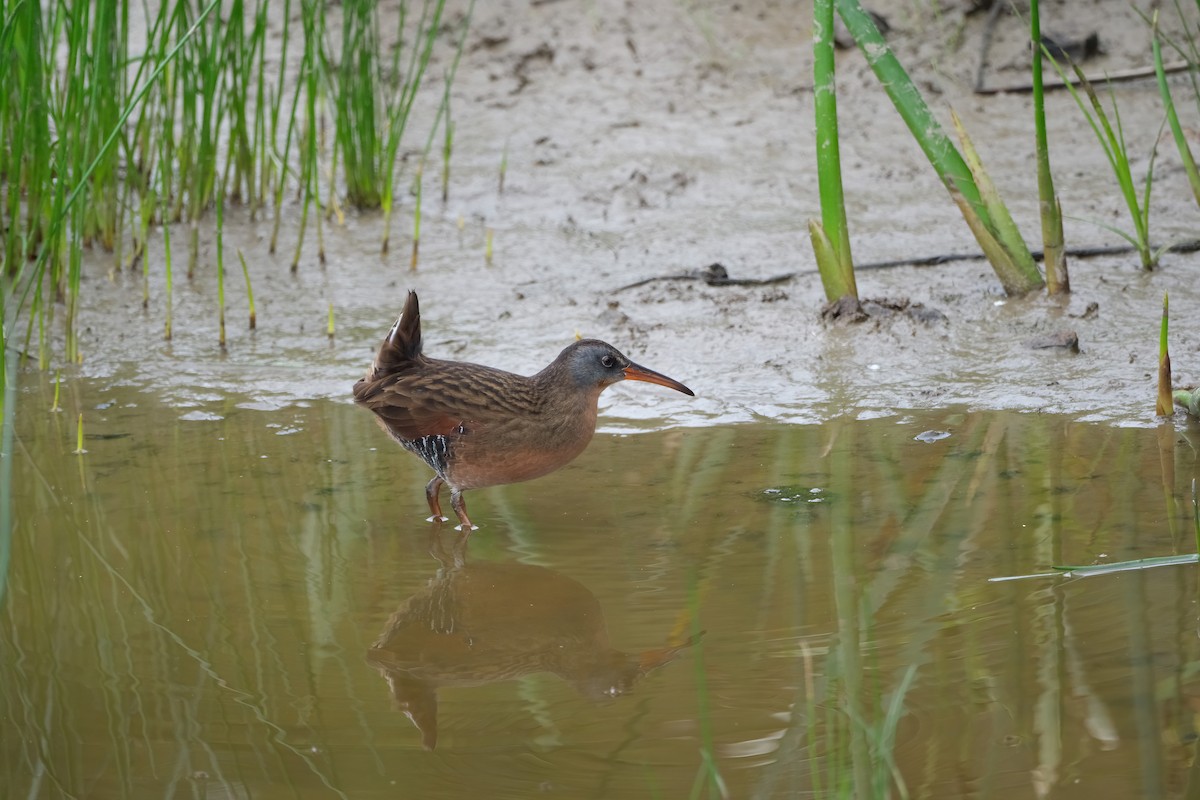 Virginia Rail - ML642477220