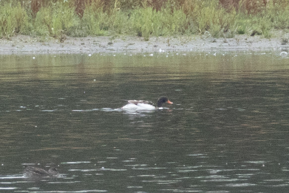 Common Shelduck - ML642477223